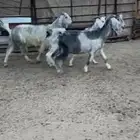معزا مشاريك