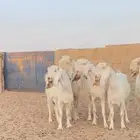 معزا قبرصيات اصل جم جرومه طيبه