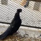 قنادي