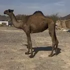 بكره لقيه