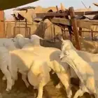 طليان 5 شهور