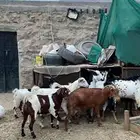 للبيع ماعز مقني