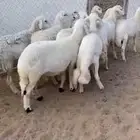 ضان ولد صنف تم البيع