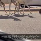 عشرا وضحا معها بكره ضريبه منتج