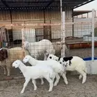 خرفان حريات