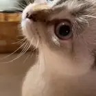 قطوة