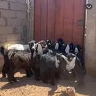 تيوس ذبايح