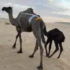 خلفه مجهم مصغر تحتها بكره