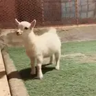 جفره قزمي (انثى)