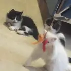 قطط