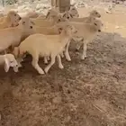 بهم