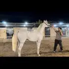 فحل واهو والبيع شعبي فحل فاخر طرب