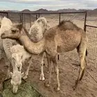 قعود مفرود