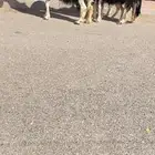 غنم نجد موليد2