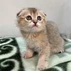 قطط سكوتش