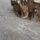 للبيع سواكن حمري