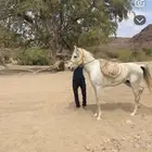 حصان البيع كفو شعبي وسليم من إلا مراض وطبع زين