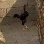 ديك باكستاني