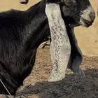 جفرة عارضية صنف مزاين نادرة