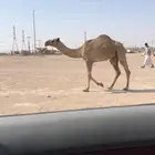 بكار شعل العدد 5