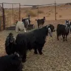 معزاء للبيع شروره