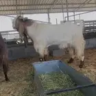 تيس فحل فاخر