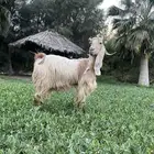 عنز عارضية صفراء خصم صنف