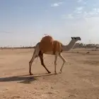 وضحا