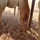 بكره مقصب فل حليب