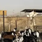 تيوس وجفار