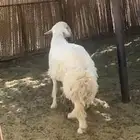 فحل حري صنف