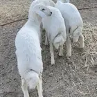 طليان حري للبيع