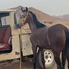 مهر كفو