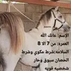حصان شعبي فاخر