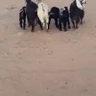 معزا
