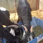 عنزين متابيع معها تيسين وتيس فحل