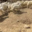 بهم