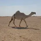 ضريبه كفو