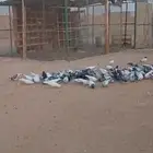 حمام مشكل