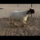 جذع نعيم صنف فاخر