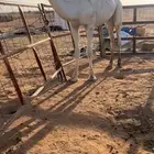 قعود للبيع
