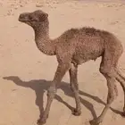 للبيع حاشي ضيار