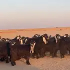 معزا عوارض دفيع بفحولها مراح