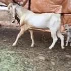 تيس فحل هولندي