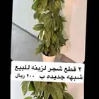 شجرتين زينه للبيع ب 200 ريال