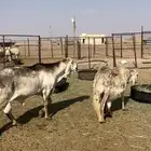 فحل ساكني طيب ونعجه ساكنيه