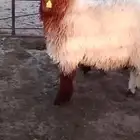 خرفان طيبه