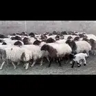 غنم نعيم مراح واحد وسم واحد فاخره .