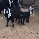 معزا عوارض متابيع