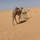 ضريبة معها بنتها
